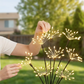 Solar-Feuerwerk-Gartensteckerleuchten
